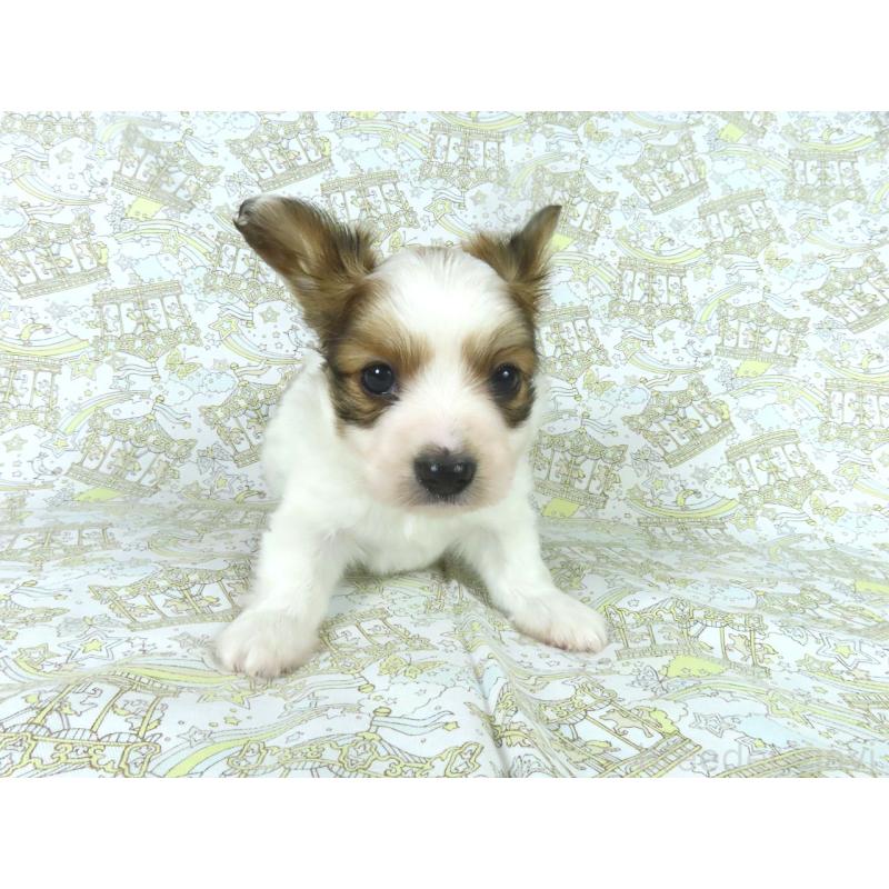 販売中の千葉県のパピヨン-443909の7枚目