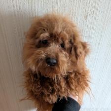 ♀︎トイプードル