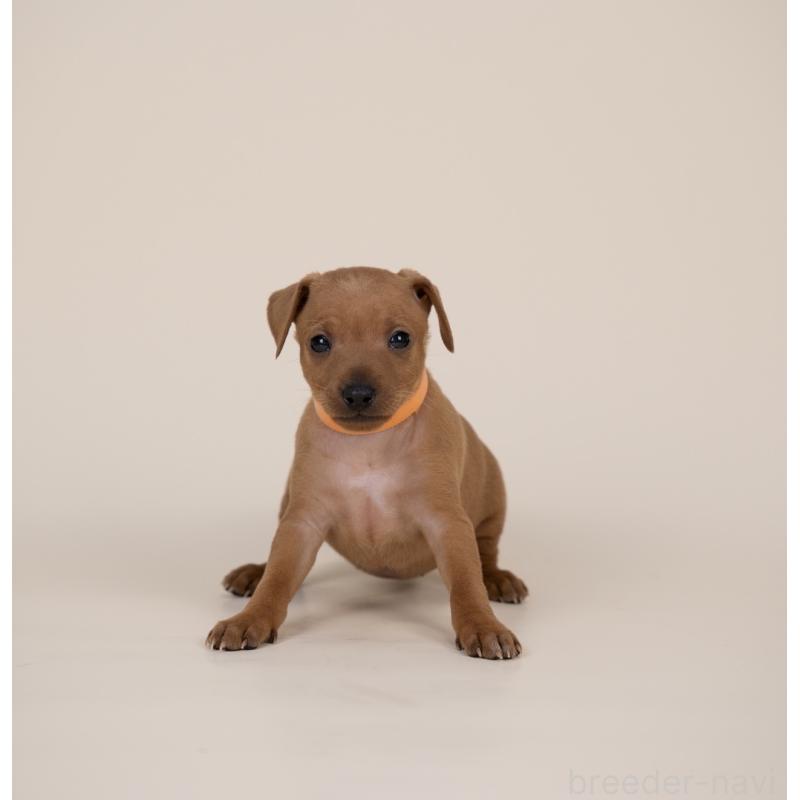 販売中の山梨県のミニチュアピンシャー(ミニピン)-443906の7枚目