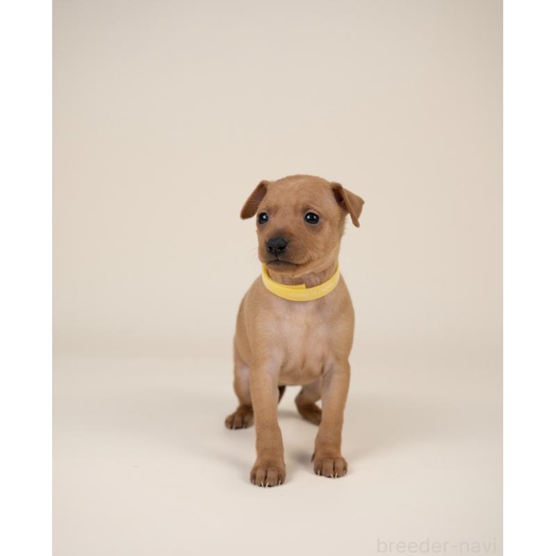 販売中の山梨県のミニチュアピンシャー(ミニピン)-443907の4枚目