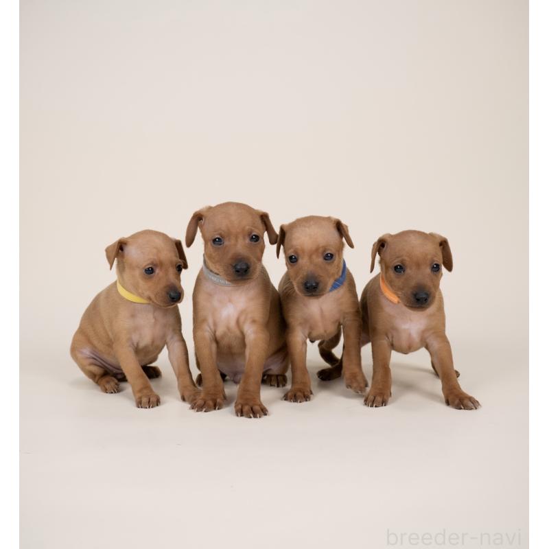 販売中の山梨県のミニチュアピンシャー(ミニピン)-443907の3枚目