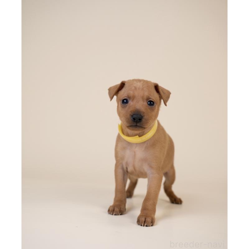 販売中の山梨県のミニチュアピンシャー(ミニピン)-443907の2枚目