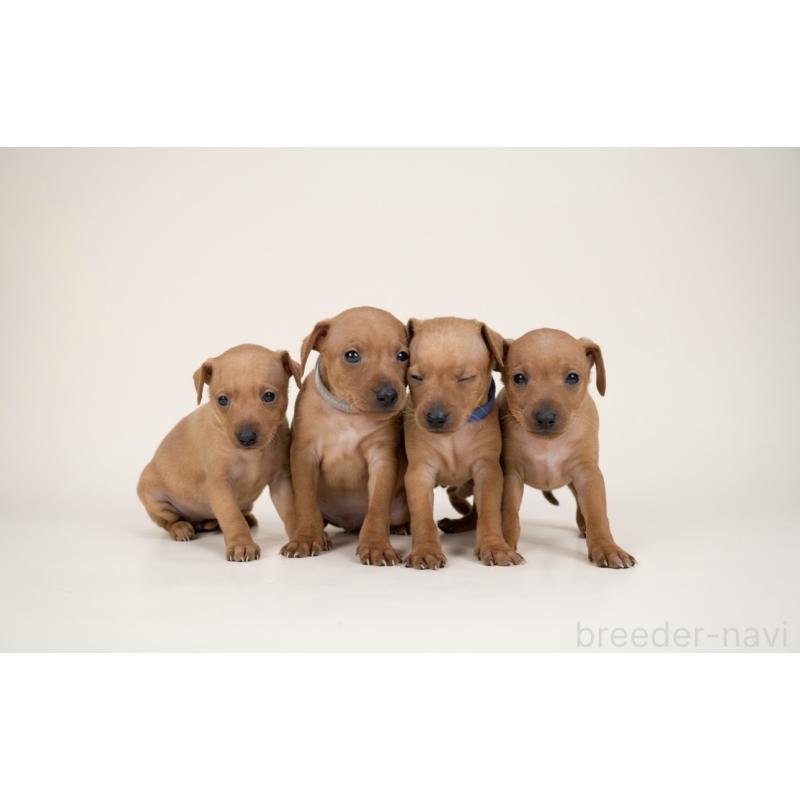 販売中の山梨県のミニチュアピンシャー(ミニピン)-443903の9枚目