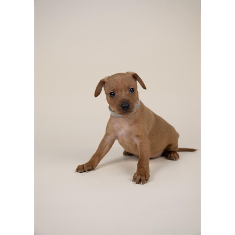 販売中の山梨県のミニチュアピンシャー(ミニピン)-443903の8枚目