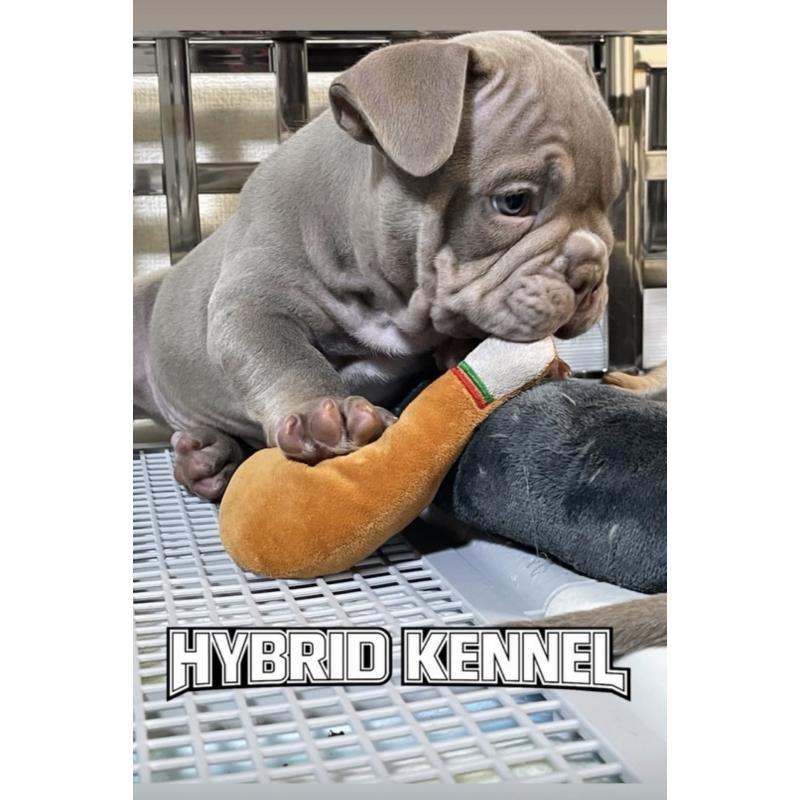 販売中の滋賀県のエキゾチックブリー-440730の2枚目