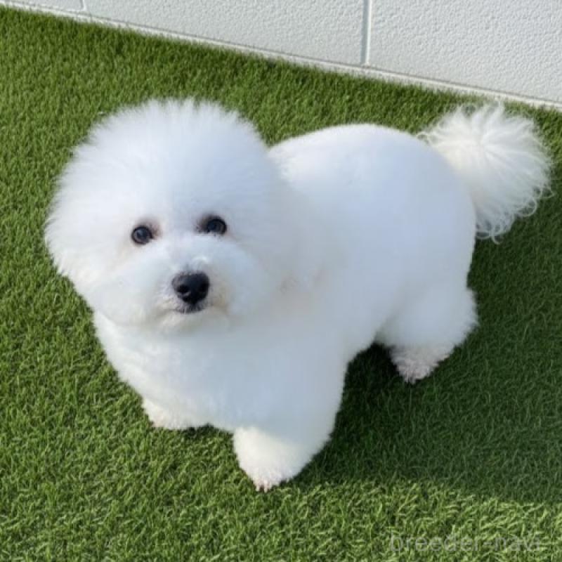 商談中の栃木県のビションフリーゼ-413927の5枚目