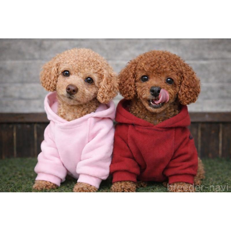 犬舎紹介の茨城県の犬舎紹介-3117の2枚目