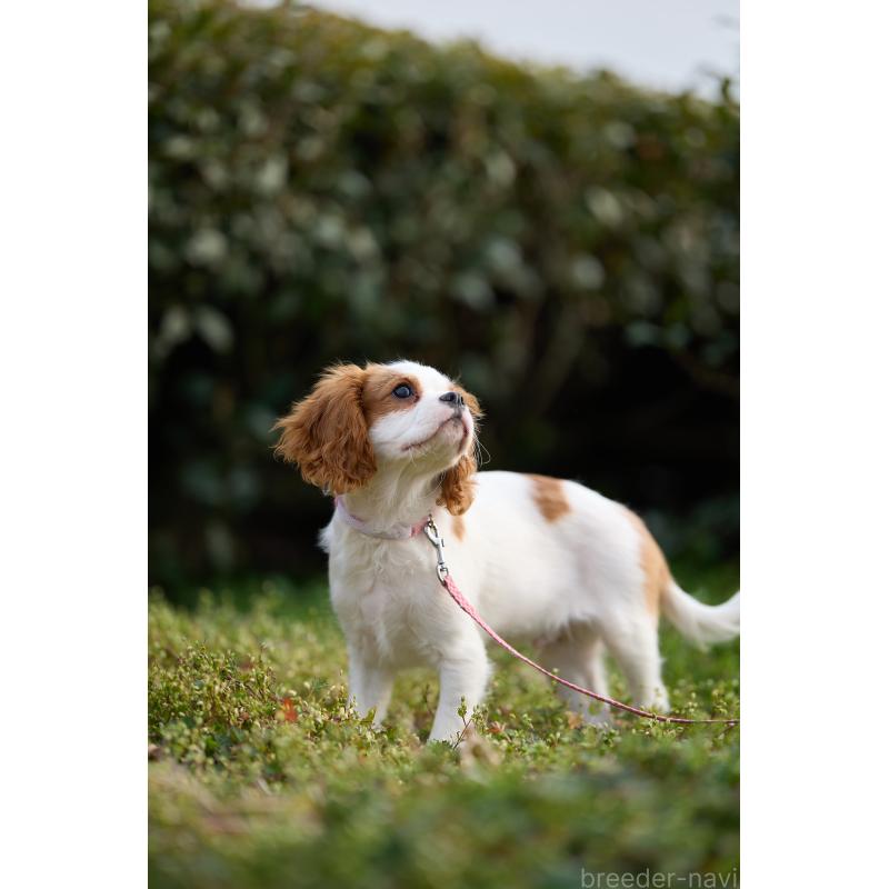 販売中の静岡県のキャバリアキングチャールズスパニエル-443880の2枚目