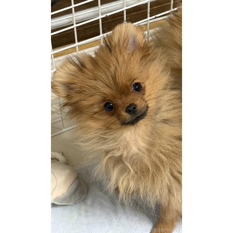 販売中の北海道のポメラニアン-431137の4枚目