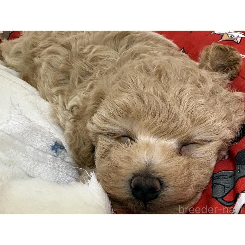 販売中の神奈川県のトイプードル-446820の8枚目