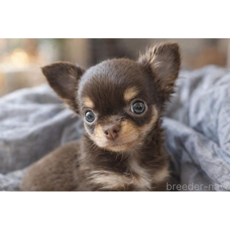 犬舎紹介の茨城県の犬舎紹介-3117の5枚目