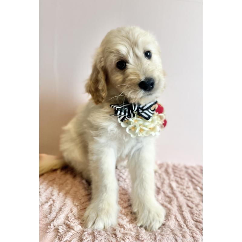 販売中の岐阜県のゴールデンドゥードル:ゴールデンレトリーバー×プードル-441713の7枚目