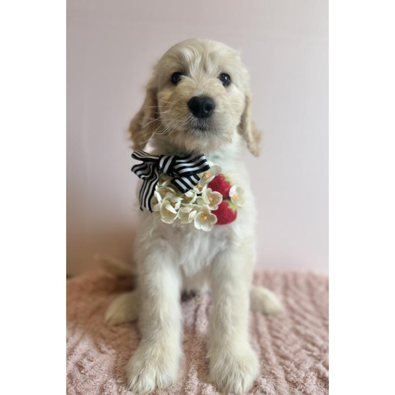 販売中の岐阜県のゴールデンドゥードル:ゴールデンレトリーバー×プードル-441713の6枚目