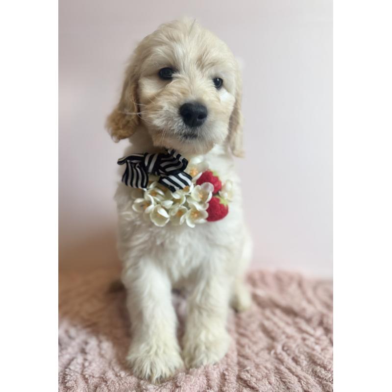 販売中の岐阜県のゴールデンドゥードル:ゴールデンレトリーバー×プードル-441712の4枚目