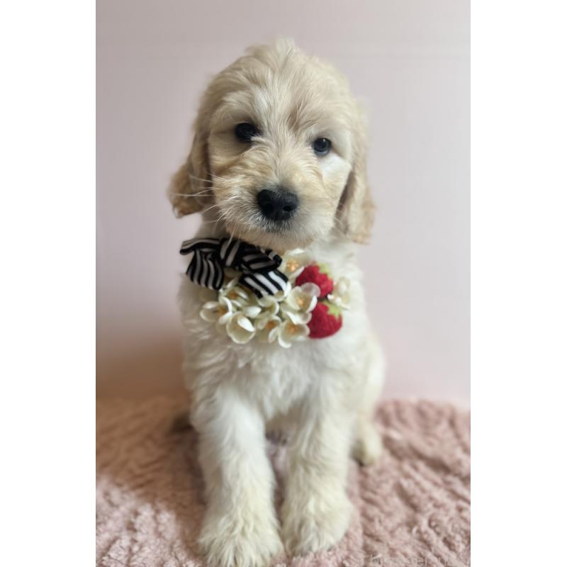 販売中の岐阜県のゴールデンドゥードル:ゴールデンレトリーバー×プードル-441712の3枚目