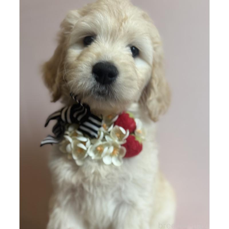 販売中の岐阜県のゴールデンドゥードル:ゴールデンレトリーバー×プードル-441711の6枚目