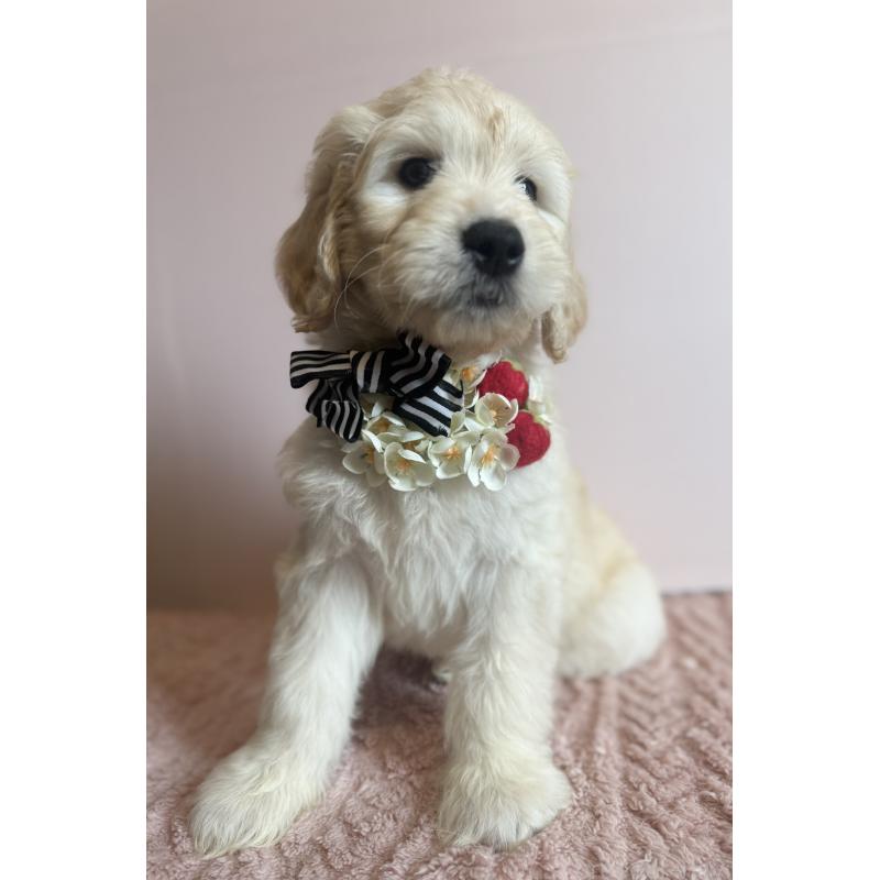 販売中の岐阜県のゴールデンドゥードル:ゴールデンレトリーバー×プードル-441711の5枚目