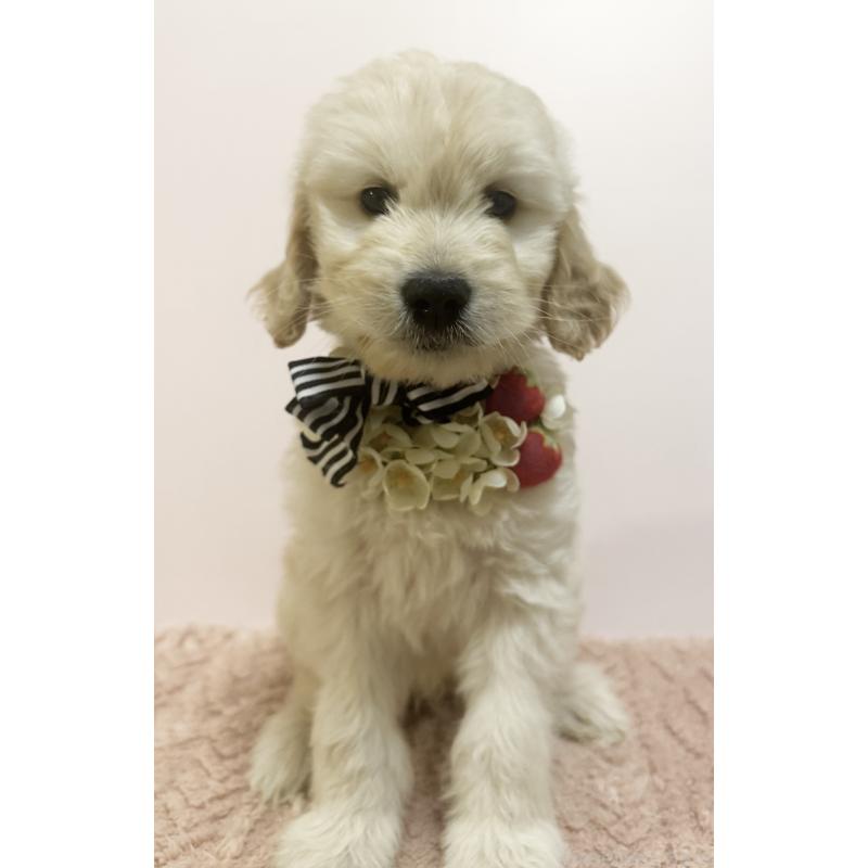 成約済の岐阜県のゴールデンドゥードル:ゴールデンレトリーバー×プードル-440869の2枚目