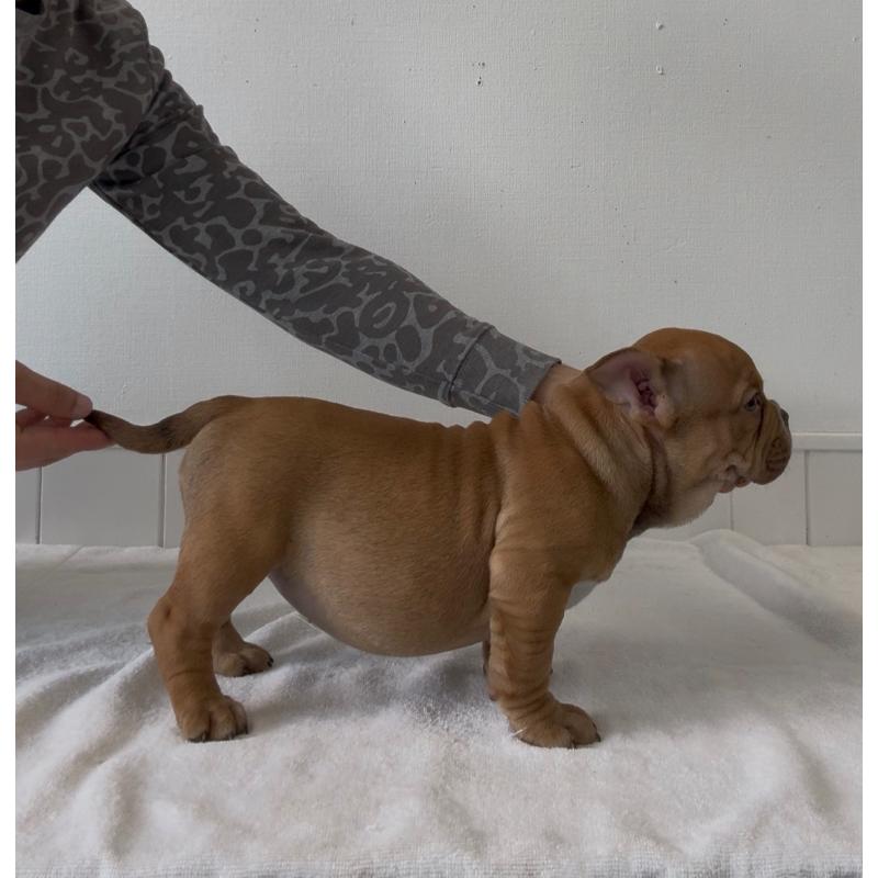 販売中の愛知県のエキゾチックブリー-445745の4枚目