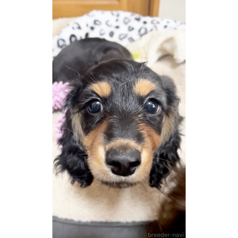 販売中の広島県のミニチュアダックスフンド(ロングヘアード)-443109の2枚目