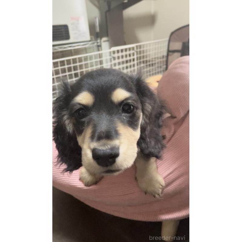 販売中の広島県のミニチュアダックスフンド(ロングヘアード)-443108の3枚目