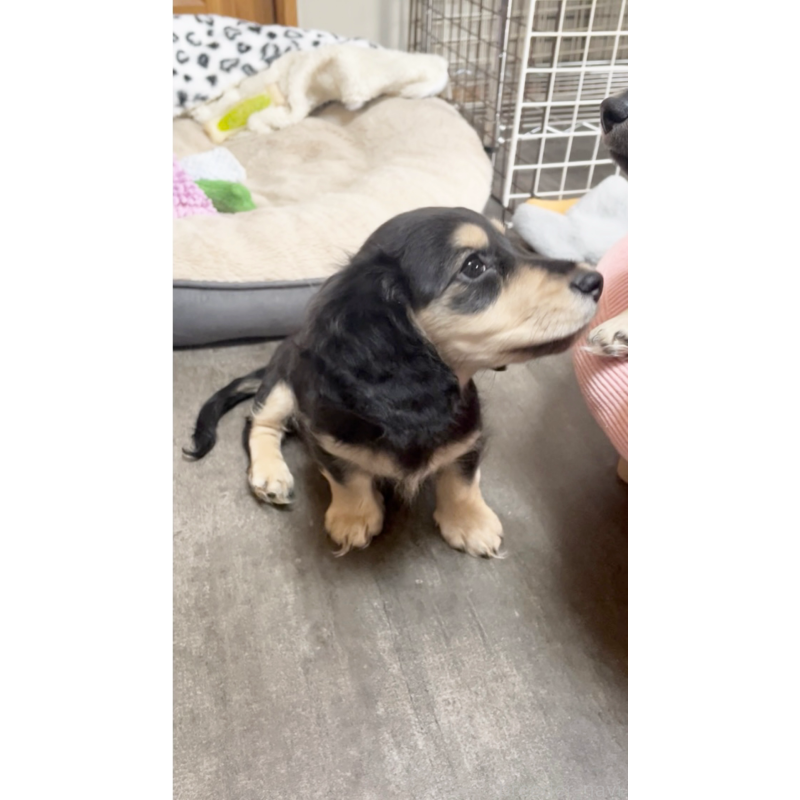 販売中の広島県のミニチュアダックスフンド(ロングヘアード)-443108の2枚目