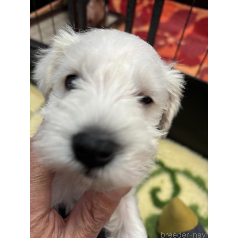 販売中の熊本県のミニチュアシュナウザー-444834