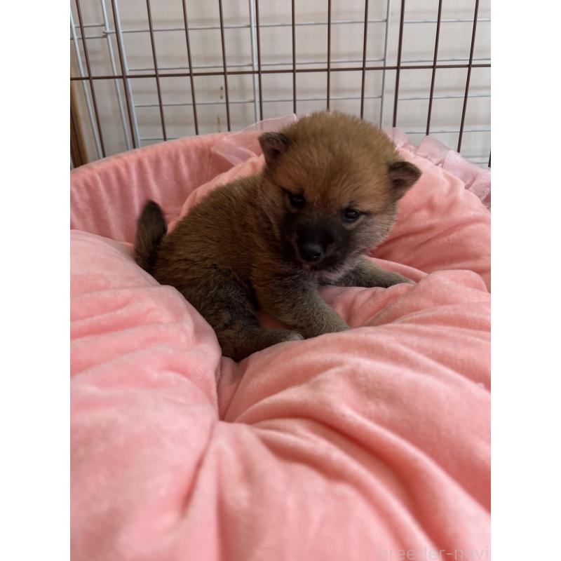 販売中の埼玉県の柴犬-441876の5枚目