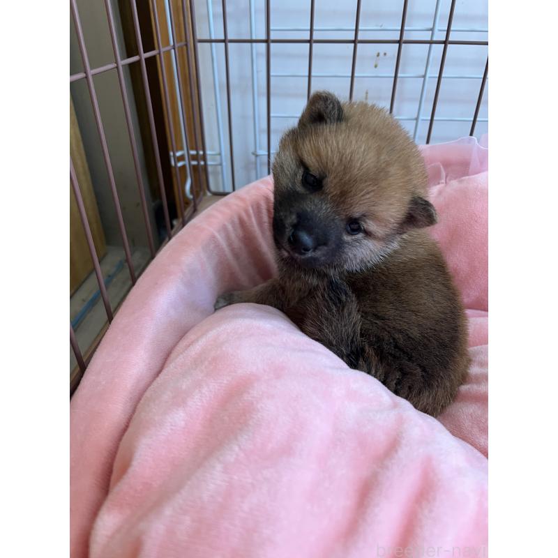 販売中の埼玉県の柴犬-441876の3枚目
