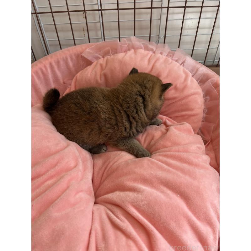 販売中の埼玉県の柴犬-441876の2枚目