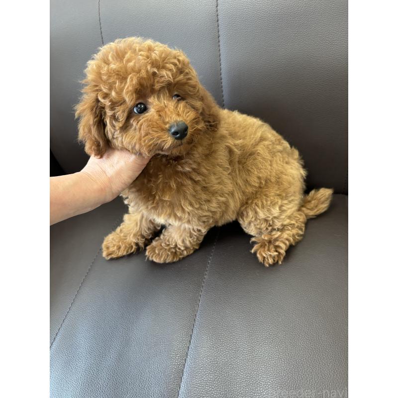 成約済の神奈川県のトイプードル-442085の6枚目