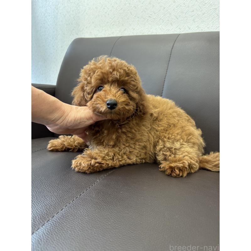 成約済の神奈川県のトイプードル-442085の5枚目