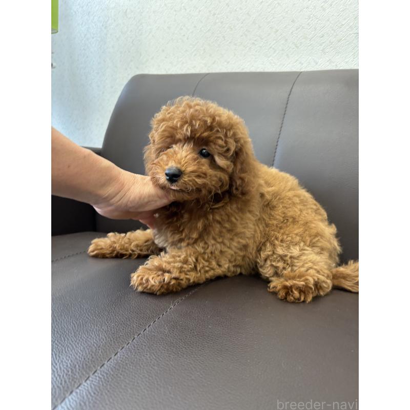 成約済の神奈川県のトイプードル-442085の4枚目