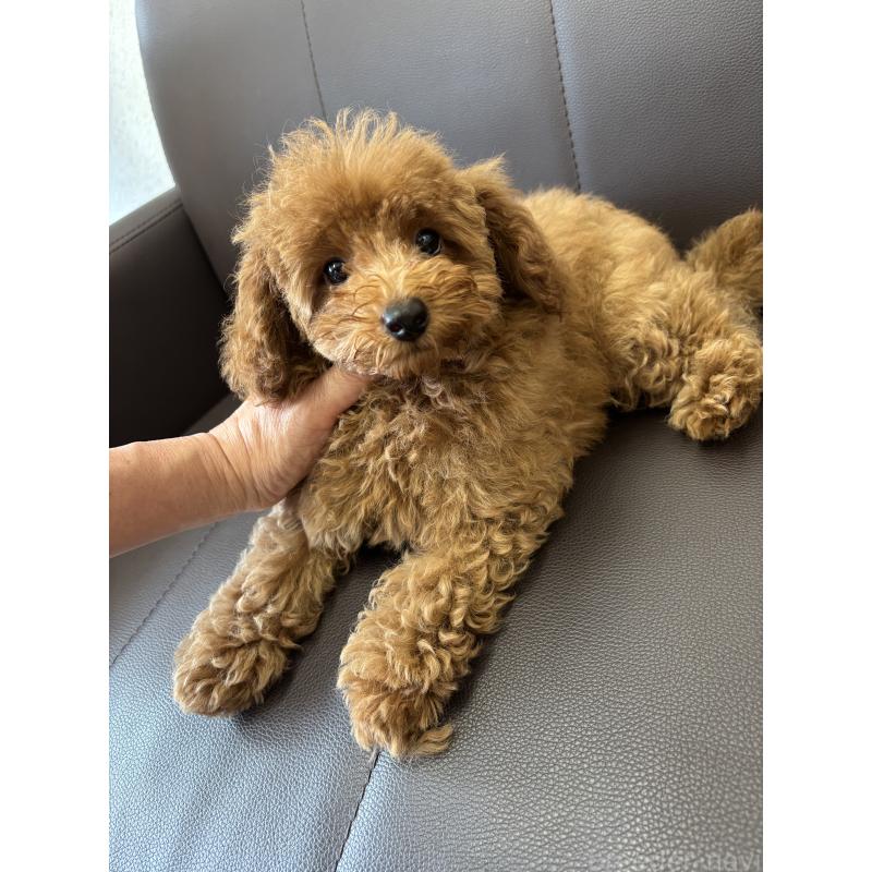 成約済の神奈川県のタイニープードル-442078の9枚目