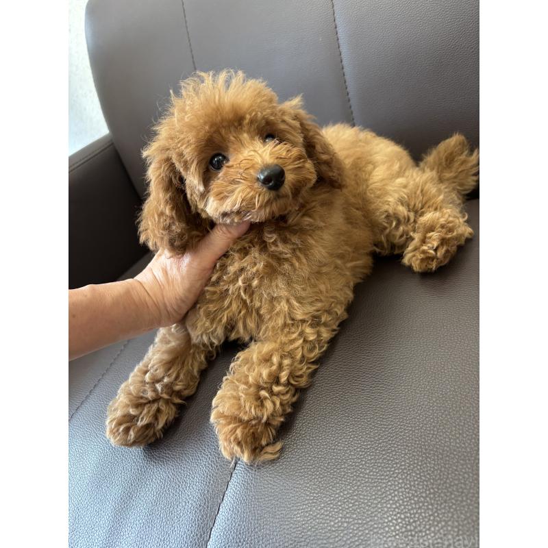 成約済の神奈川県のタイニープードル-442078の8枚目