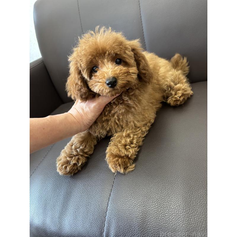 成約済の神奈川県のタイニープードル-442078の7枚目