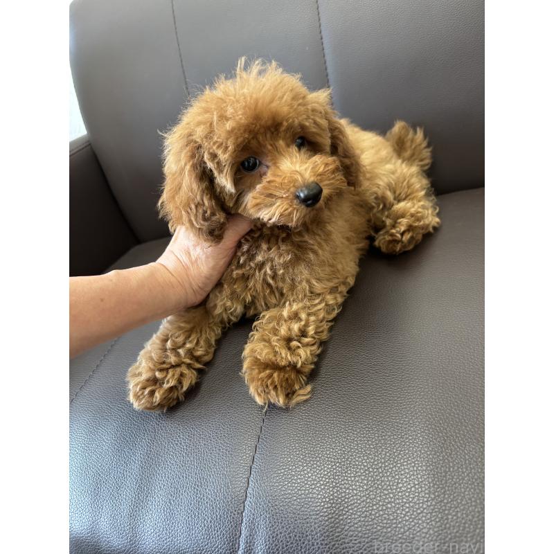 成約済の神奈川県のタイニープードル-442078の6枚目