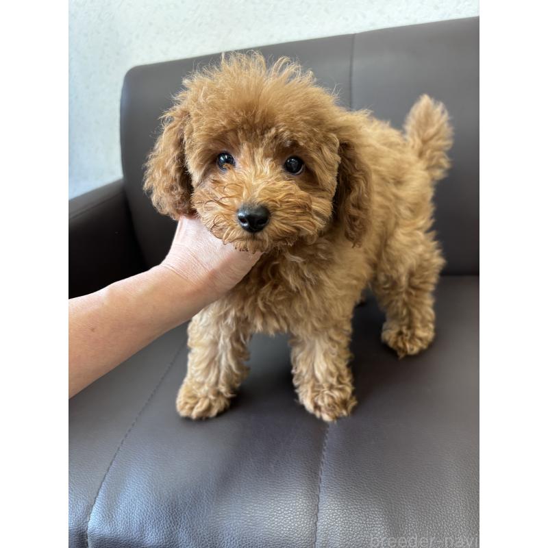 成約済の神奈川県のタイニープードル-442078の4枚目