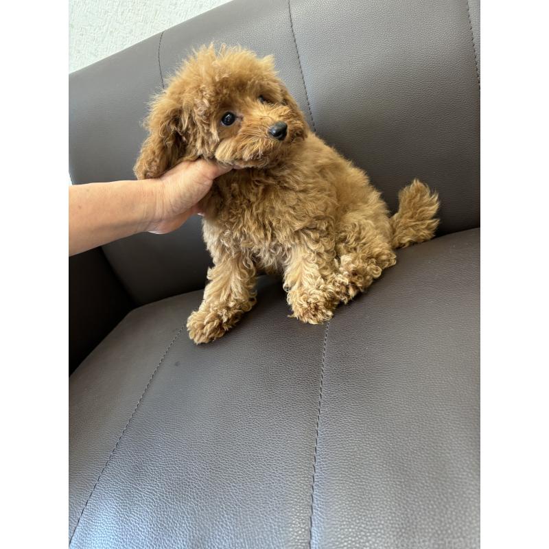 成約済の神奈川県のタイニープードル-442078の3枚目