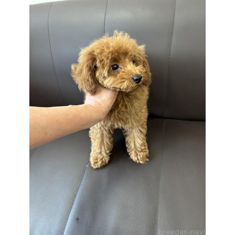 成約済の神奈川県のタイニープードル-442078の2枚目