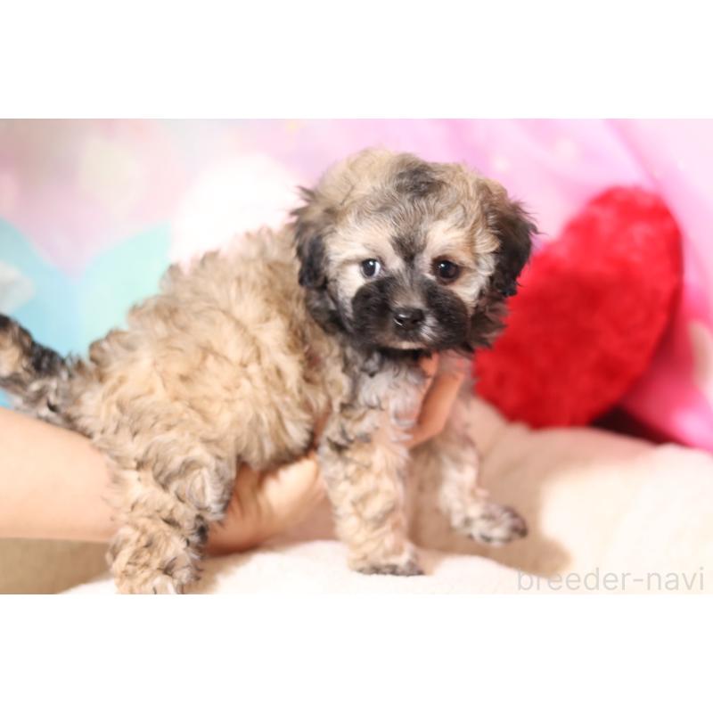 成約済の大阪府のチワプー:チワワ×トイプードル-445340の3枚目