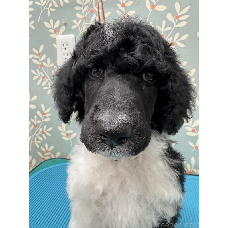 販売中の千葉県のスタンダードプードル-443223の10枚目