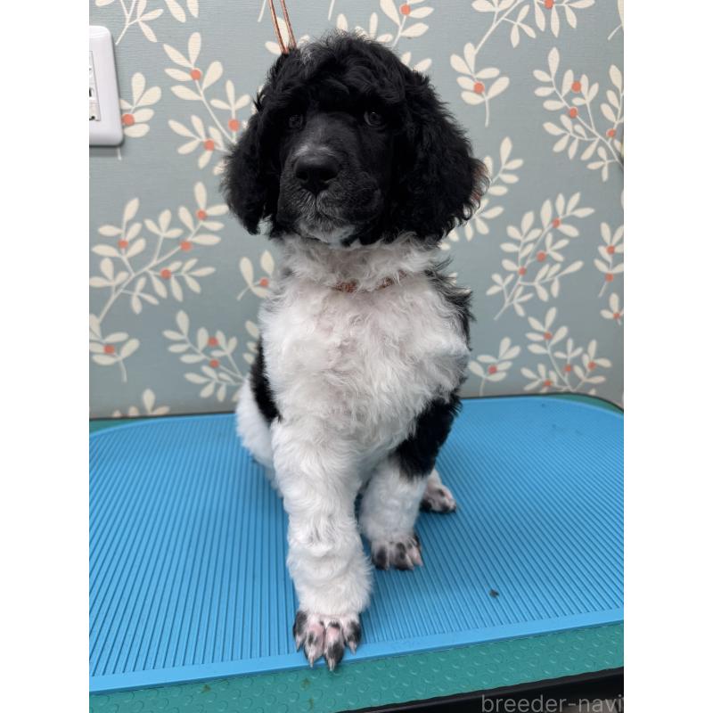販売中の千葉県のスタンダードプードル-443223の9枚目