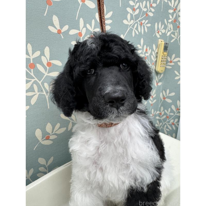 販売中の千葉県のスタンダードプードル-443223の8枚目