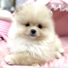 ♀︎ポメラニアン