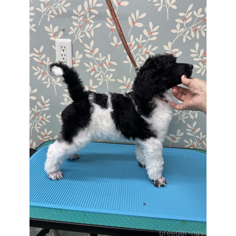 販売中の千葉県のスタンダードプードル-443223