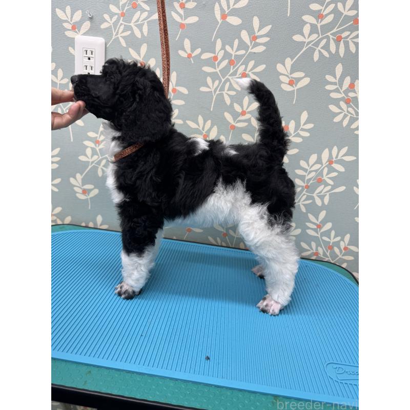 販売中の千葉県のスタンダードプードル-443223の7枚目