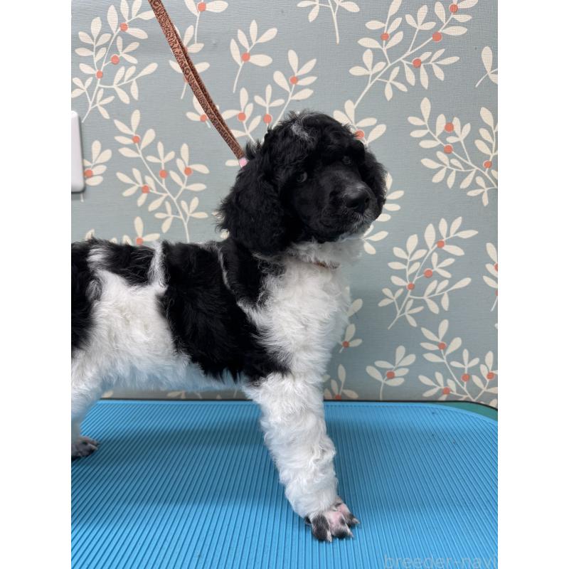 販売中の千葉県のスタンダードプードル-443223の6枚目