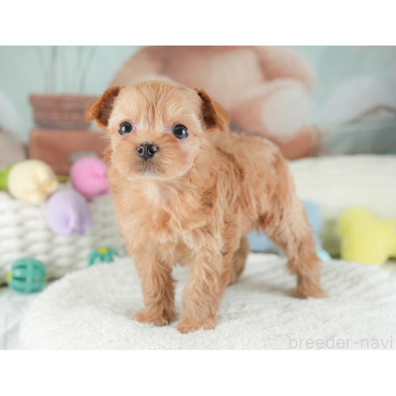 販売中の栃木県のチワプー:チワワ×トイプードル-448245