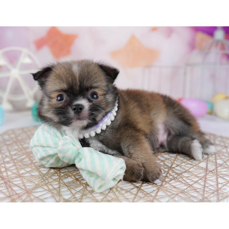 販売中の東京都のチワワ(ロングコート)-444717の4枚目